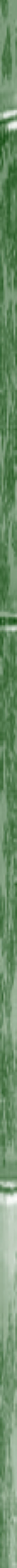Taikiken green bamboo side stripe 